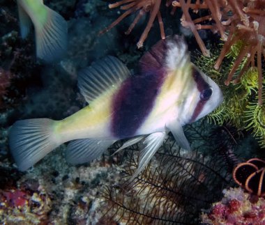 Bir Çubuklu Sabun Balığı (Diploprion bifasciatum)