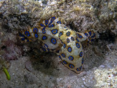Greater Blue-ringed Octopus (Hapalochlaena lunulata) clipart