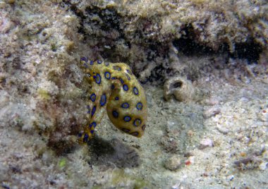 Daha Büyük Mavi Halkalı Ahtapot (Hapalochlaena lunulata)