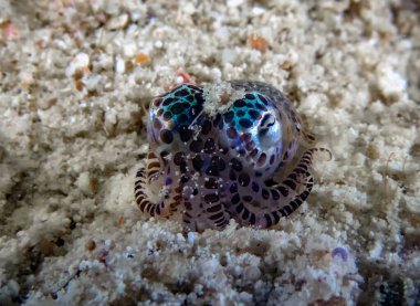 A tiny Bobtail Squid (Sepiolida sp.) on the sea floor clipart
