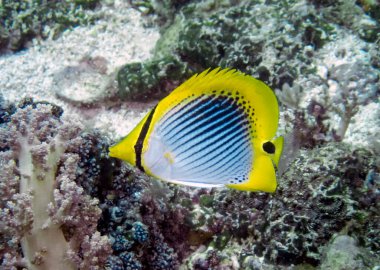 Bir Benek Kuyruklu Kelebek (Chaetodon ocellicaudus)