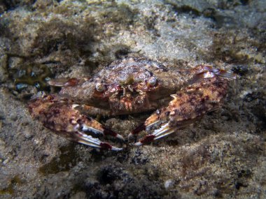 Bir Yüzen Yengeç (Charybdis sp.)