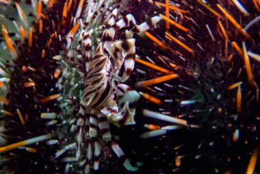 Zebra Urchin Crab (Zebrida Adamsii)