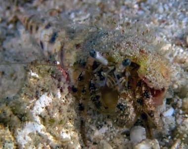 Bir Keşiş Yengeci (Dardanus sp.)