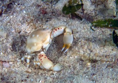 A Purse Crab (Leucosia sp.) clipart