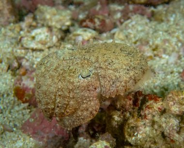 Bir Broadclub mürekkep balığı (Sepia latimanus)