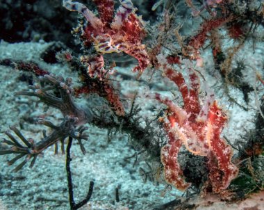 İki Biçici Mürekkep Balığı (Sepia mestus)