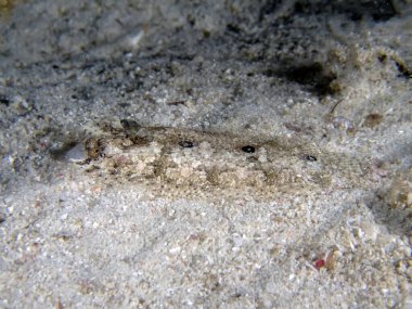 Üç Spot Flounder (Samariscus triocellatus)