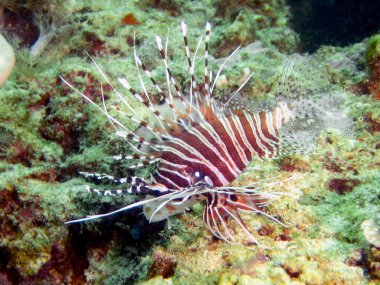Spotfin Aslan Balığı (Pterois antennata)