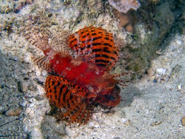 Bir Shortfin Aslan Balığı (Dendrochirus brachypterus)