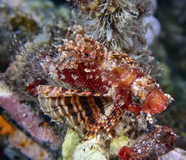 Bir Shortfin Aslan Balığı (Dendrochirus brachypterus)