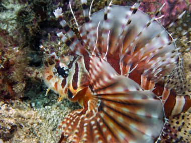 Spotfin Aslan Balığı (Pterois antennata)