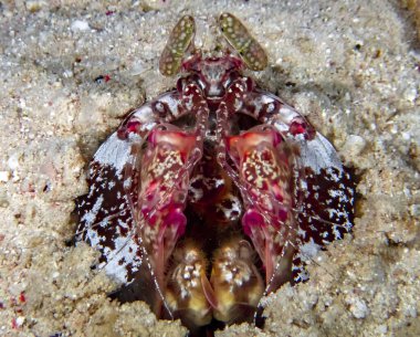 Lisa 'nın Peygamberdevesi Karidesi (Lysiosquillina lisa)