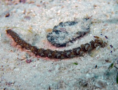Mavi ejderha çıplaklığı (Pteraeolidia ianthina)