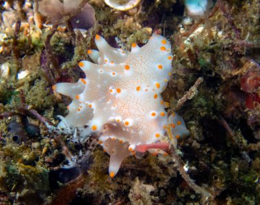 Halgerda batangas deniz salyangozuna yakın çekim