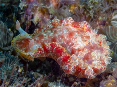 İspanyol Dansçı (Hexabranchus sanguineus)