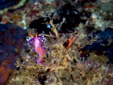 Çok Arzulanan Flabellina (Coryphellina exoptata)