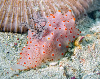 Halgerda batangas deniz salyangozuna yakın çekim