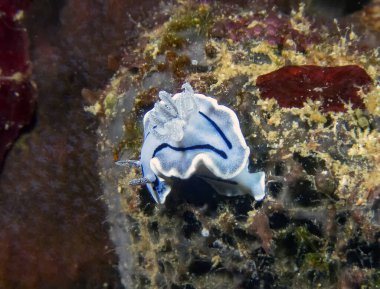 Bir Willans Chromodoris (Chromodoris willani)