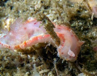 Genç İspanyol Dansçı (Hexabranchus sanguineus)