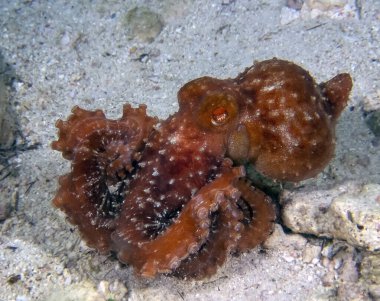 Yıldızlı Gece Ahtapotu (Callistoctopus luteus)
