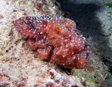 Yıldızlı Gece Ahtapotu (Callistoctopus luteus)