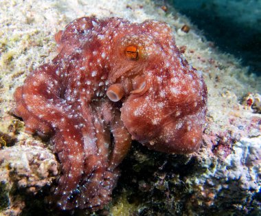 Yıldızlı Gece Ahtapotu (Callistoctopus luteus)
