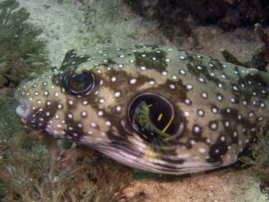 Beyaz benekli bir kirpi (Arothron hispidus)