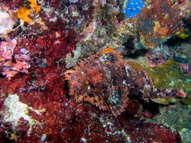 Bir Tassled Scorpionfish (Scorpaenopsis oxycephala)