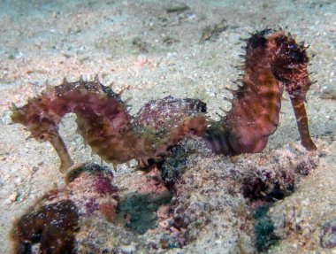 A pair of Spiny Seahorse (Hippocampus histrix)