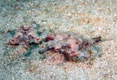 Ejderha Deniz Güvesi (Eurypegasus draconis)