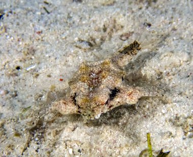 Ejderha Deniz Güvesi (Eurypegasus draconis)