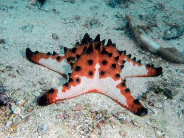 Horned Sea Star (Protoreaster nodosus) clipart
