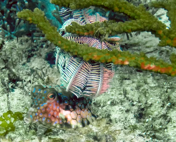 Thornback Cowfish Lactoria Fornasini — Stock fotografie