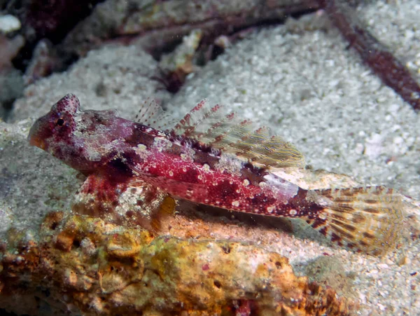 Close Bartel Dragonet Synchiropus Bartelsi — Stock Photo, Image