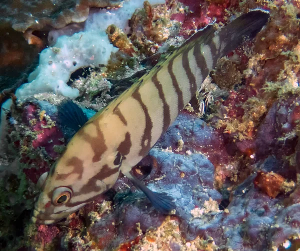 Bir Chocolate Grouper Cephalopholis Boenak — Stok fotoğraf