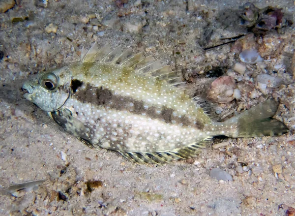 Rabbitfish Preto Siganus Fuscescens — Fotografia de Stock