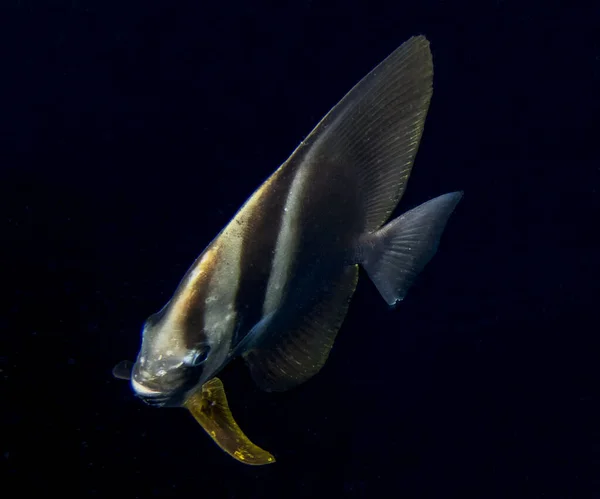 Longfin Batfish Platax Teira —  Fotos de Stock