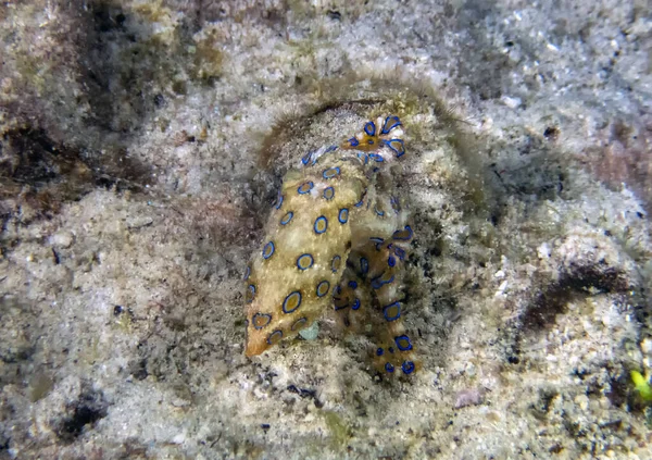 Greater Blue Ringed Octopus Hapalochlaena Lunulata — Stock Photo, Image