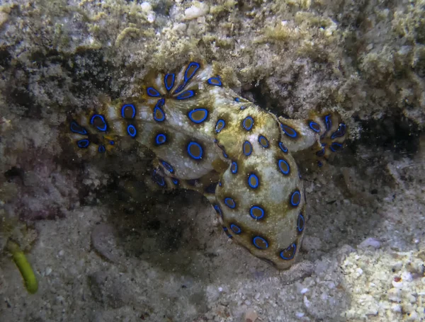 Polpo Dagli Anelli Blu Maggiori Hapalochlaena Lunulata — Foto Stock