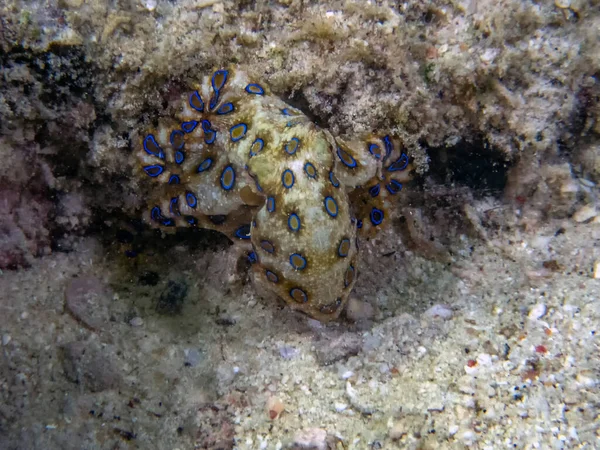 Polpo Dagli Anelli Blu Maggiori Hapalochlaena Lunulata — Foto Stock