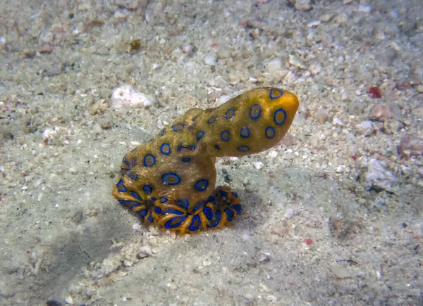 Polpo Dagli Anelli Blu Maggiori Hapalochlaena Lunulata — Foto Stock