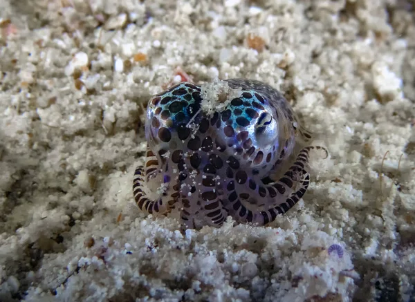 Tiny Bobtail Squid Sepiolida Sea Floor — Stock Photo, Image