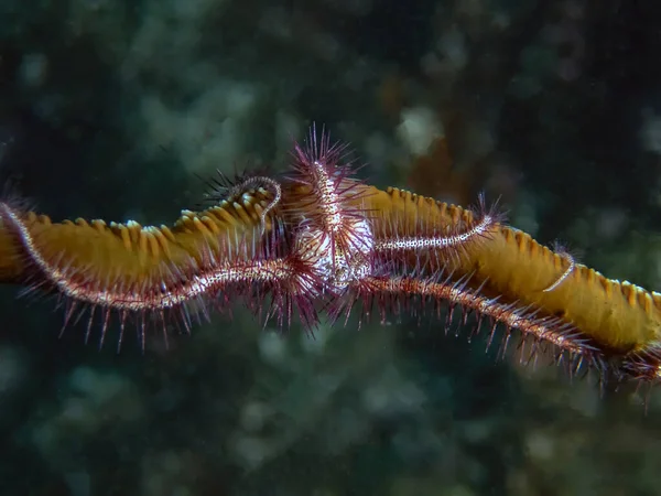 Brittle Sea Star Ophiuroidea — Fotografia de Stock