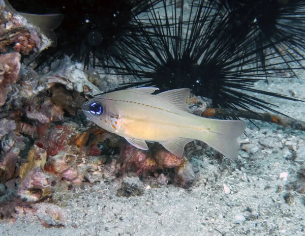 Filipinler Benekli Kardinalbalığı Apogon Krisopomus — Stok fotoğraf