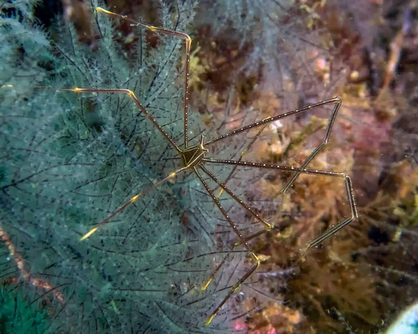 Павук Присідає Омарів Chirostylus Dolichopus — стокове фото