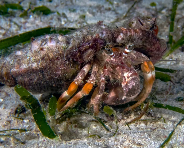 Hermit Crab Dardanus — Stock Photo, Image