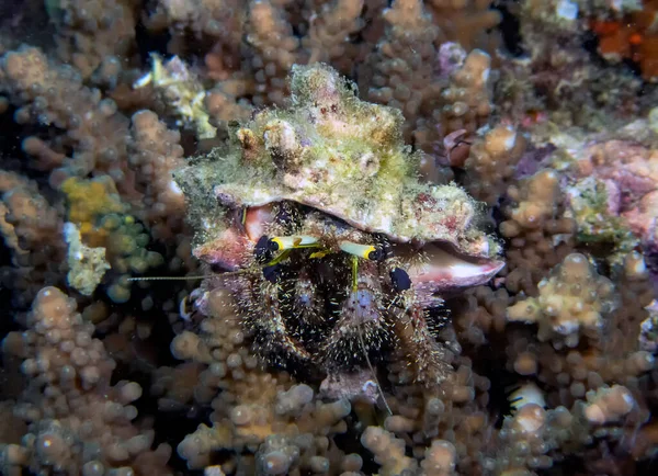 Hermit Crab Dardanus — Stock Photo, Image