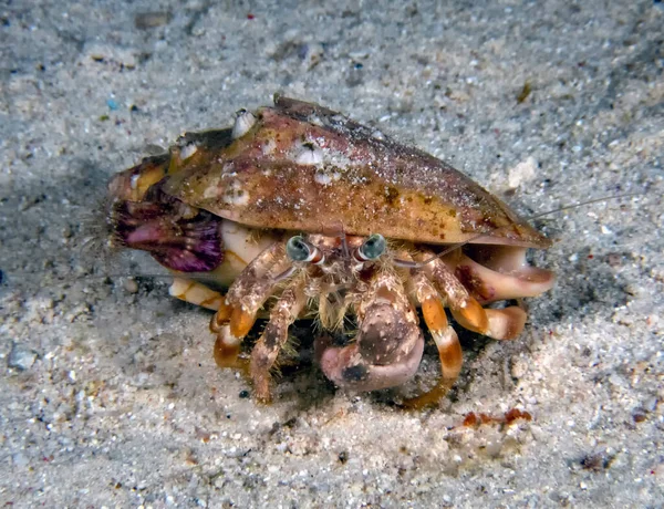 Anemon Hermit Crab Dardanus Pedunculatus — Stockfoto