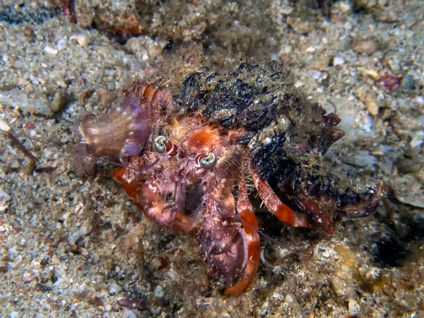 Anemone Hermit Crab Dardanus Pedunculatus — 스톡 사진